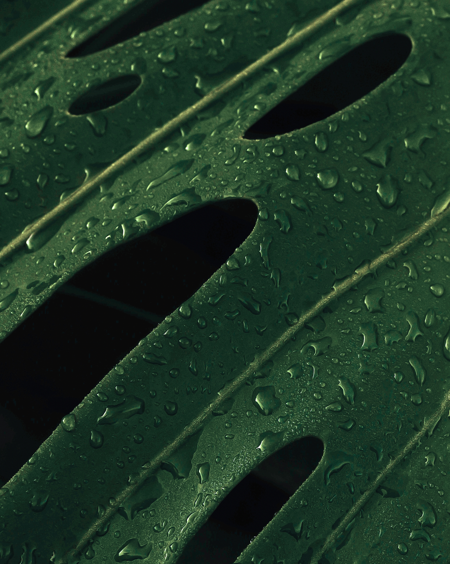 JUNGLE DEW