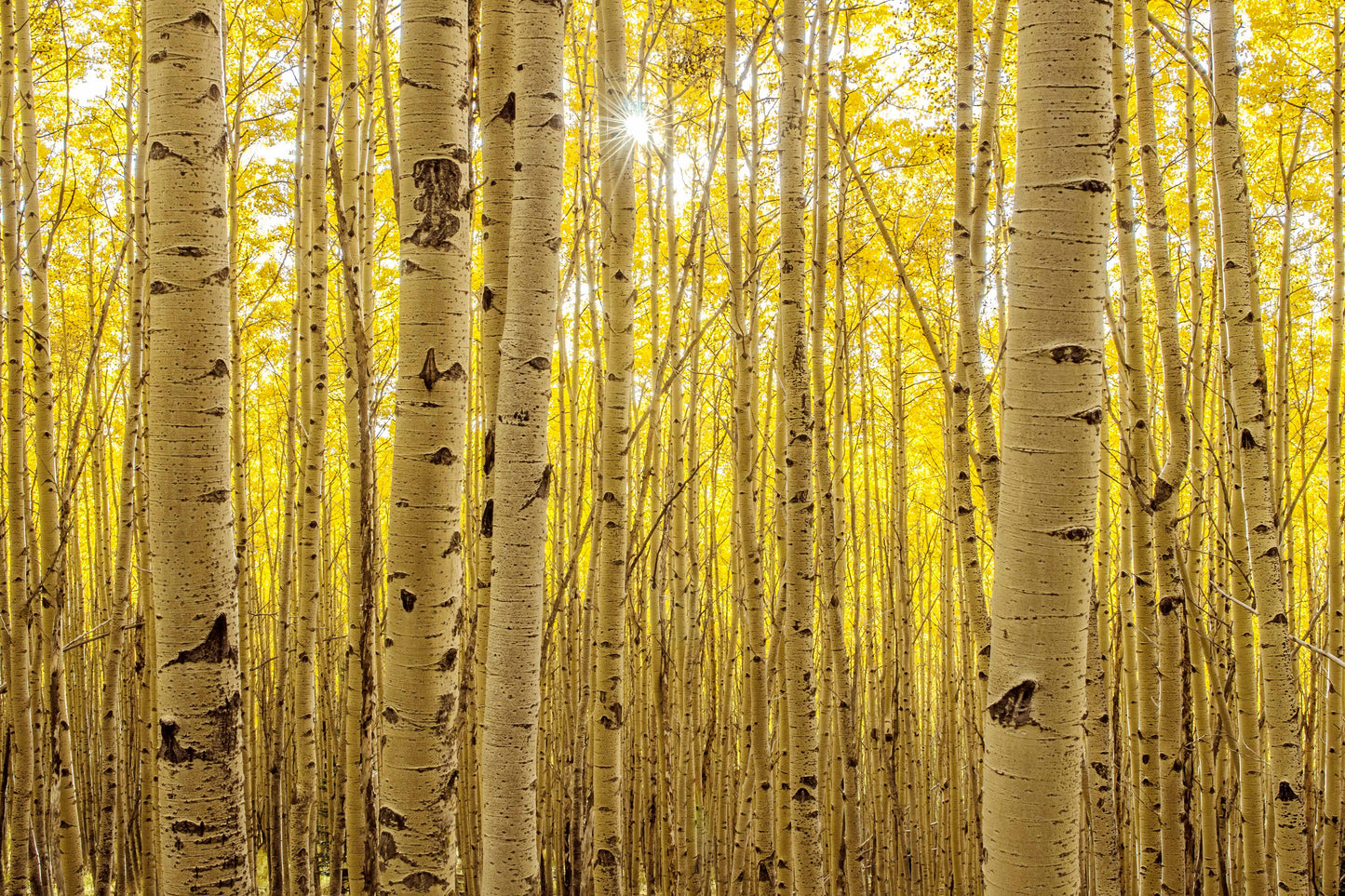 ASPENS IN ASPEN PRINT