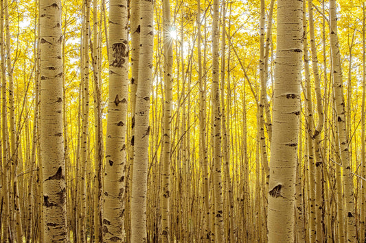 ASPENS IN ASPEN PRINT