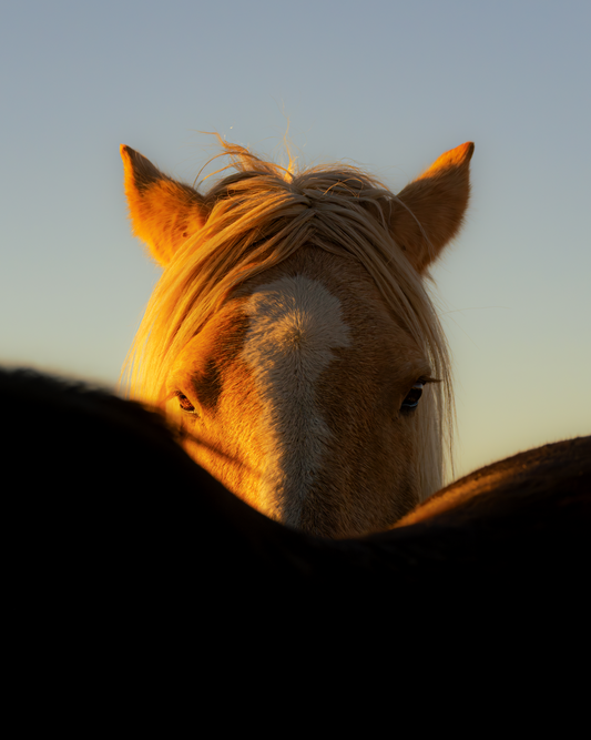 FOAL PLAY